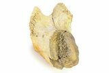 Fossil Ornithischian Dinosaur Vertebra Process Section - Montana #316414-1
